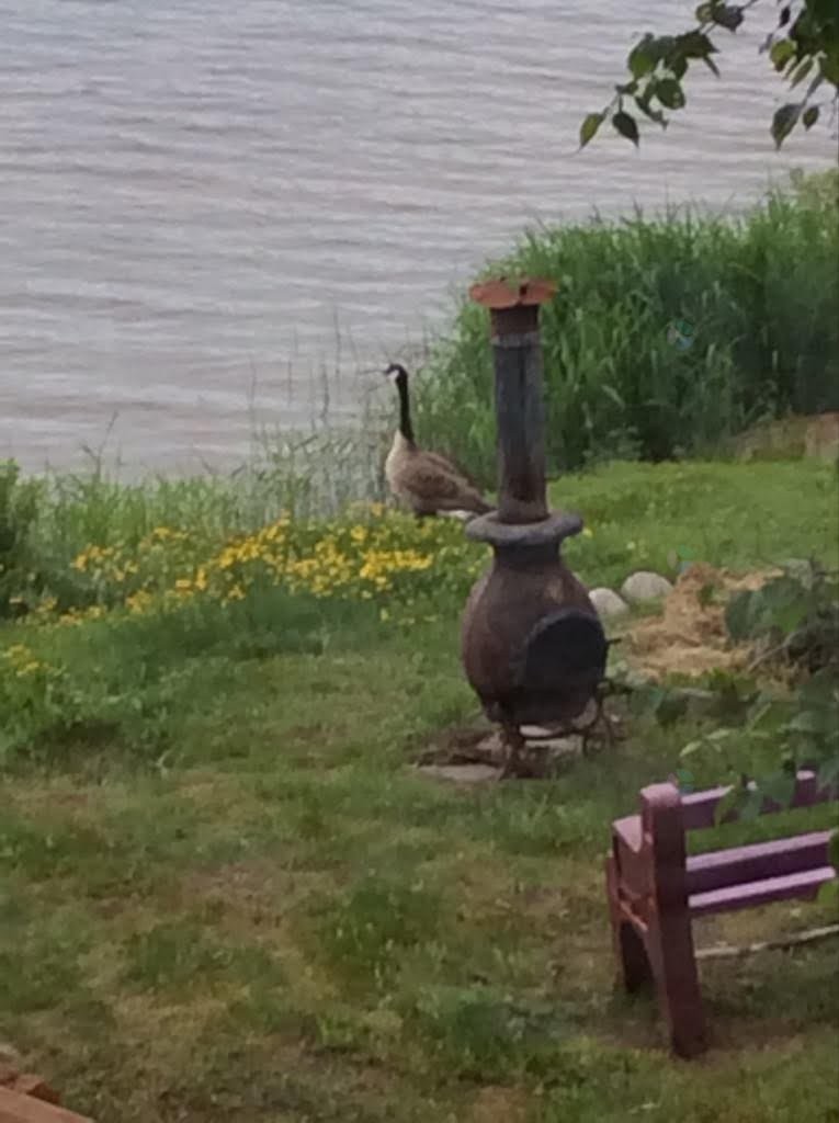 Waterfront - 32 Av. De La Plage, Barraute, QC - Outdoor