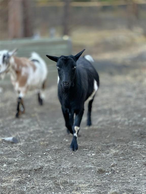 7502 Highway 95A, Kimberley, BC -