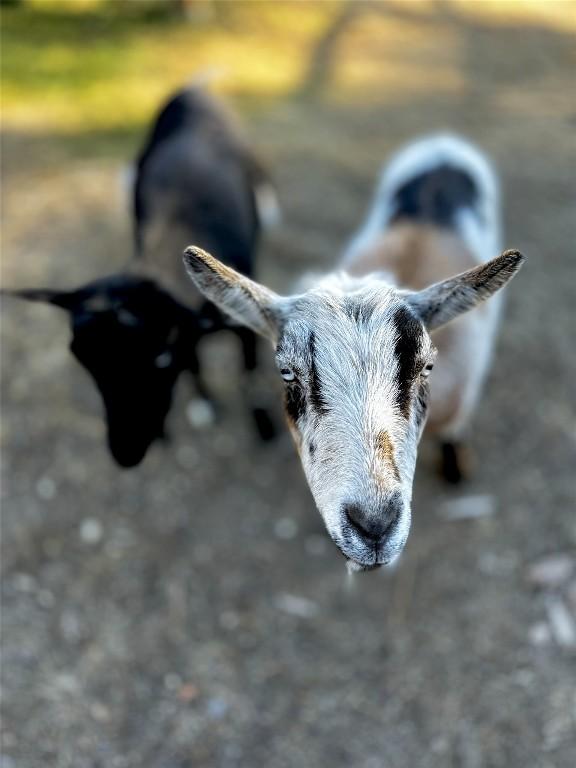 7502 Highway 95A, Kimberley, BC -