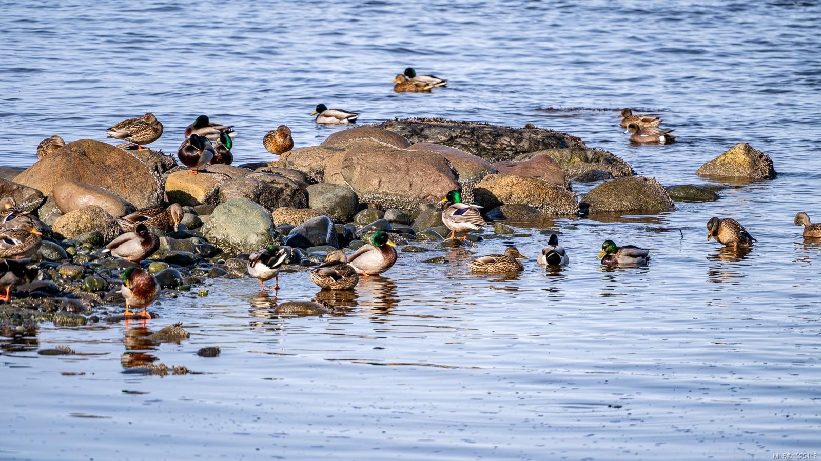 1426 Wilkinson Rd, Comox, BC