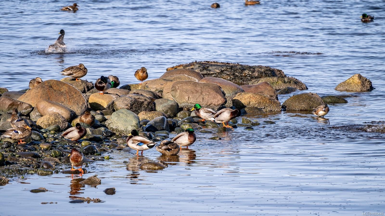 1426 Wilkinson Rd, Comox, BC