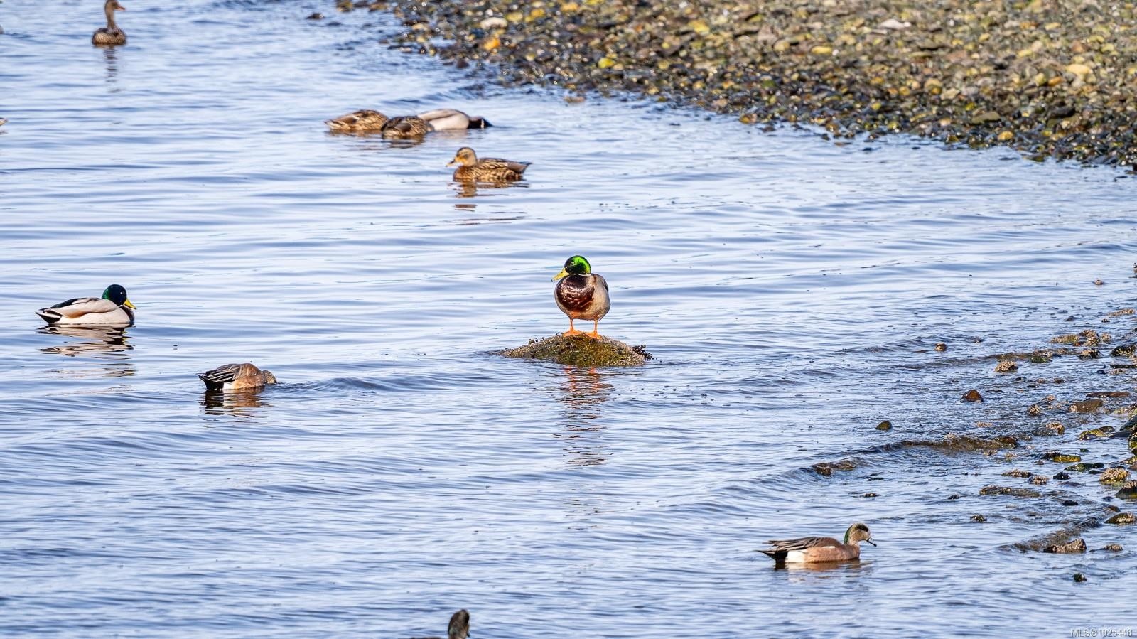 1426 Wilkinson Rd, Comox, BC