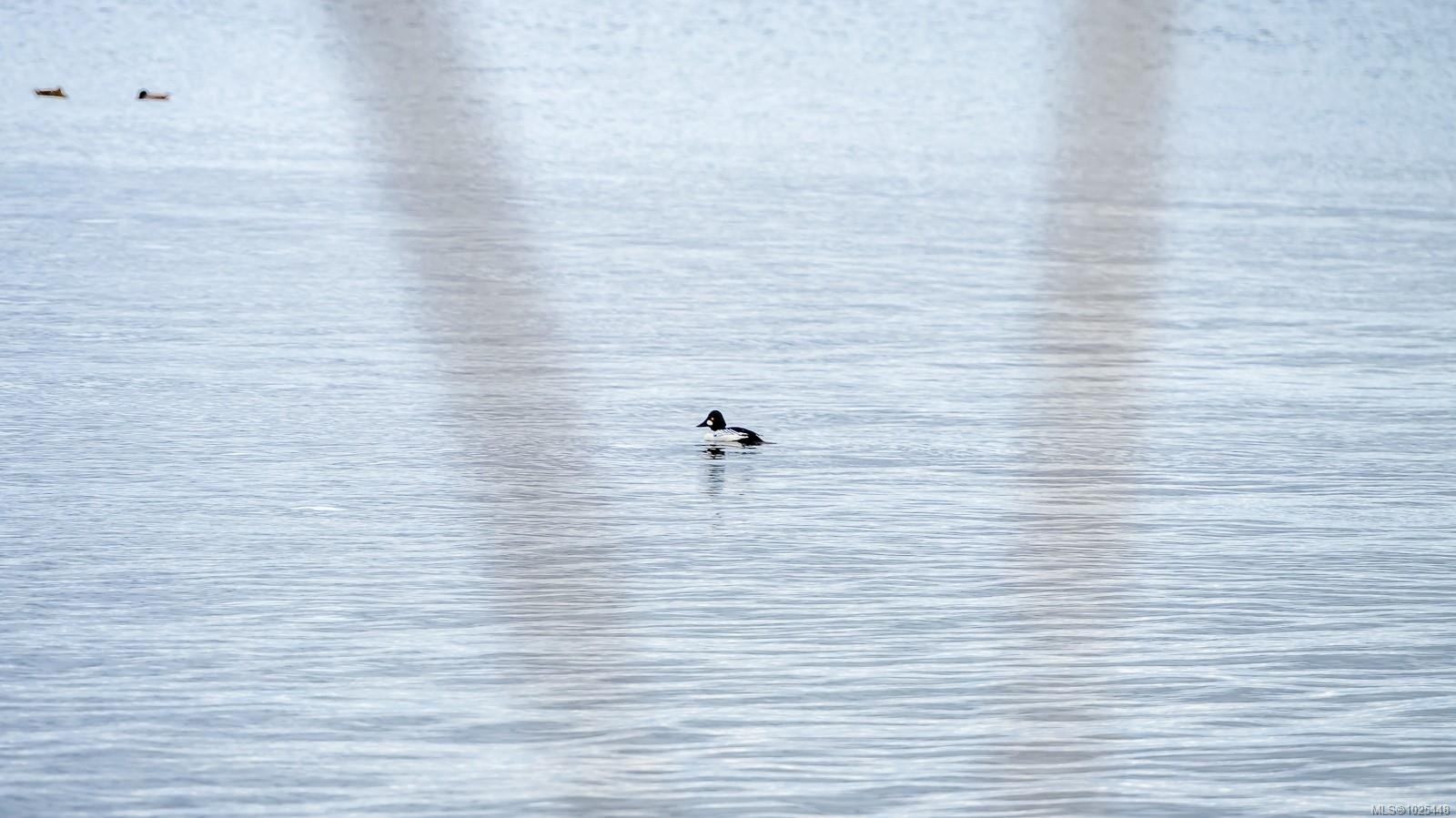 1426 Wilkinson Rd, Comox, BC