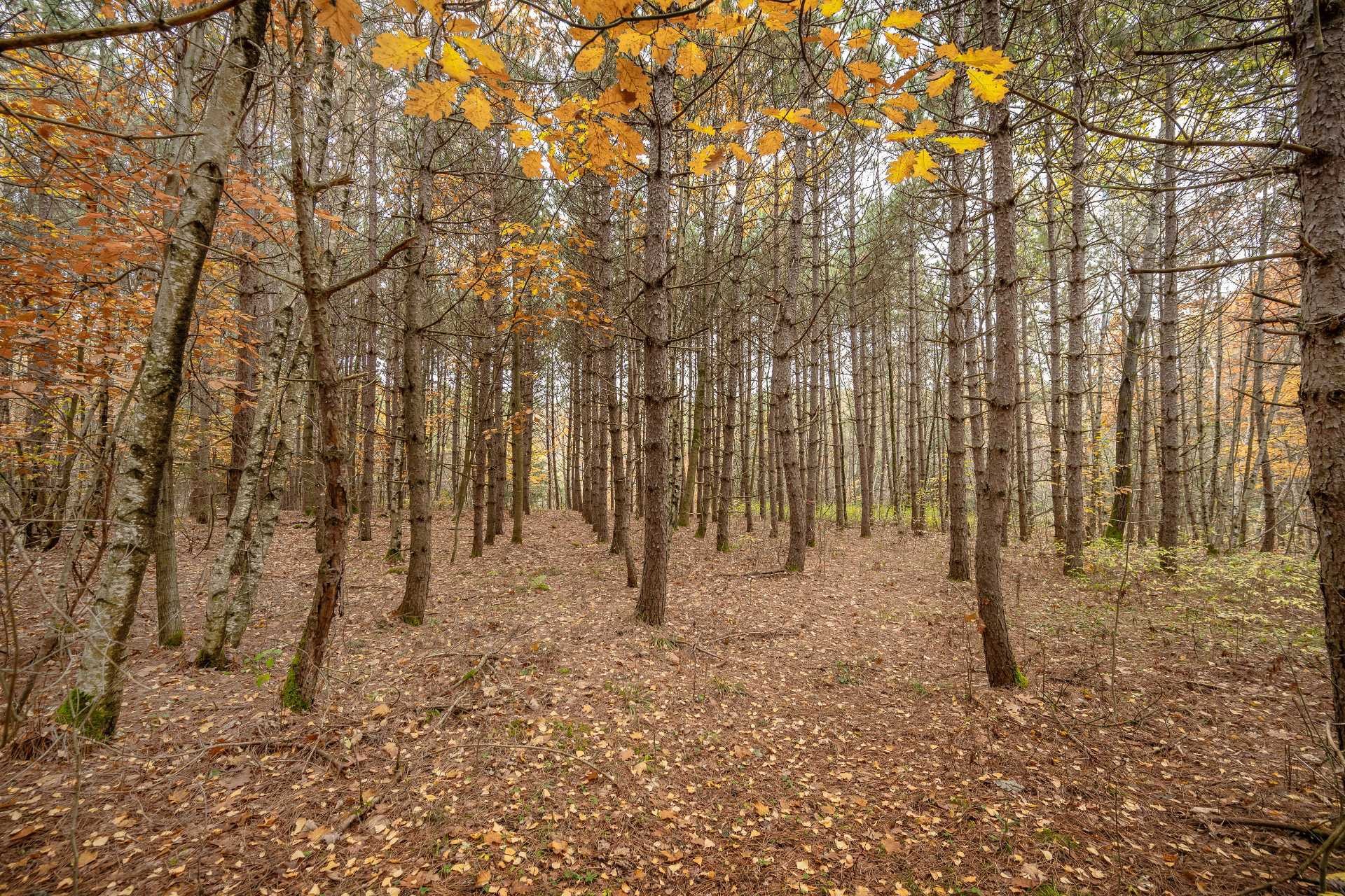 Wooded area - 1389 Ch. Dymond, Dunham, QC