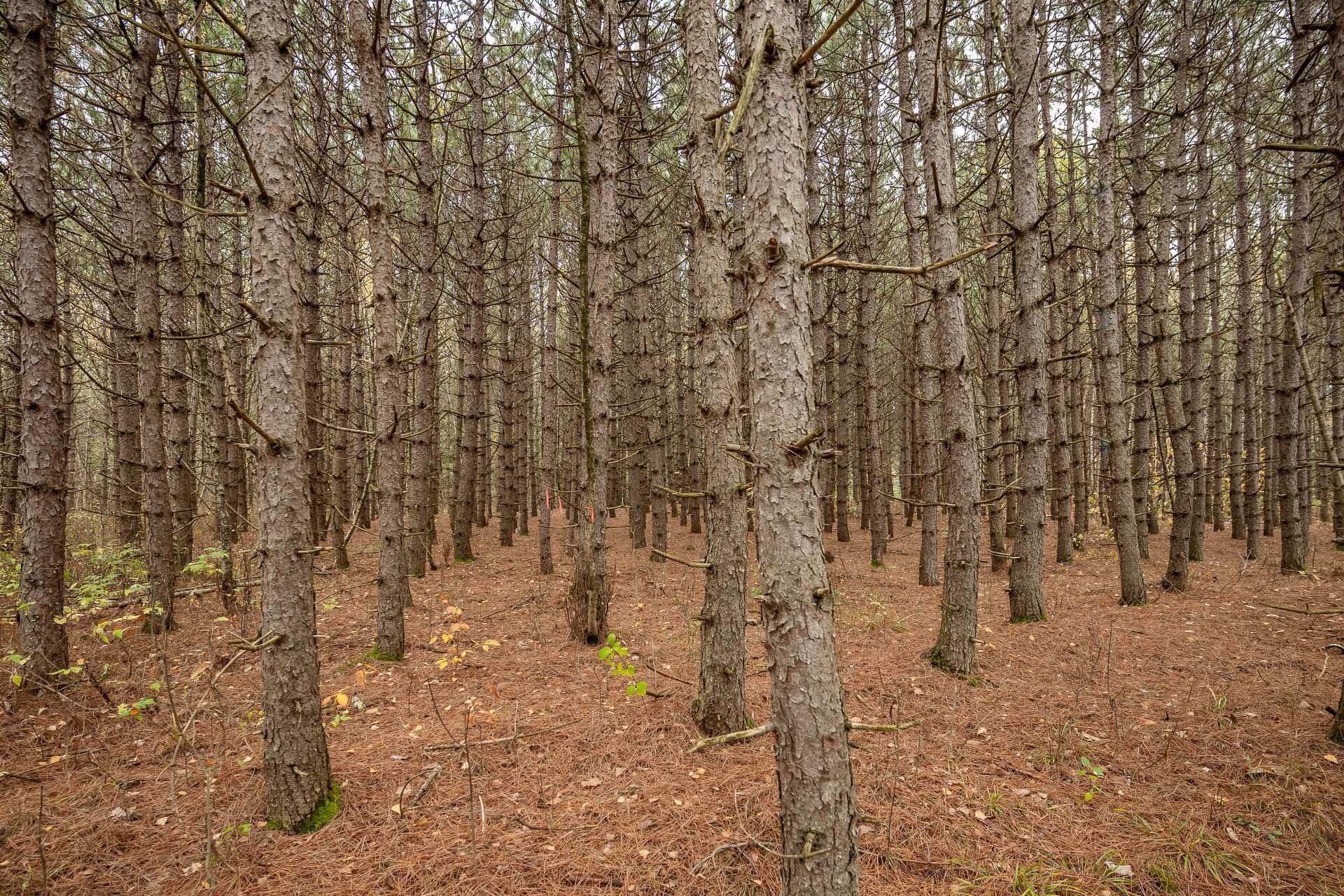 Wooded area - 1389 Ch. Dymond, Dunham, QC