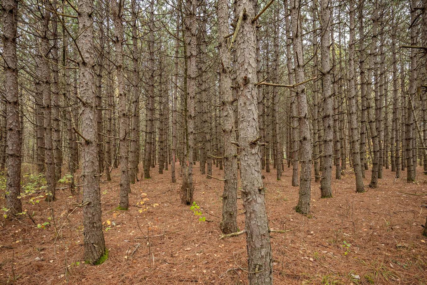 Wooded area - 1389 Ch. Dymond, Dunham, QC