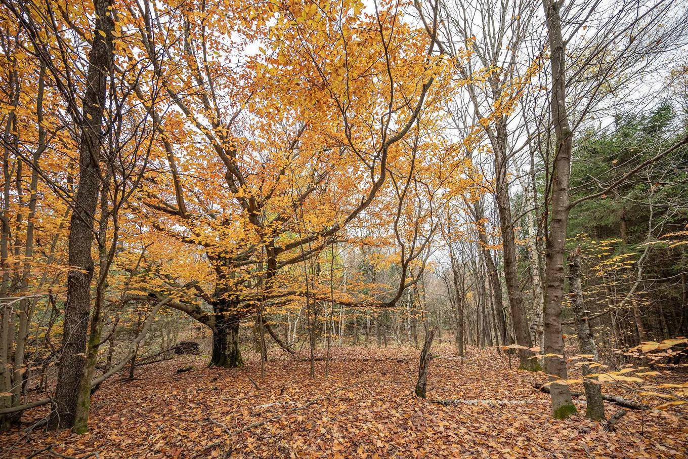 Wooded area - 1389 Ch. Dymond, Dunham, QC