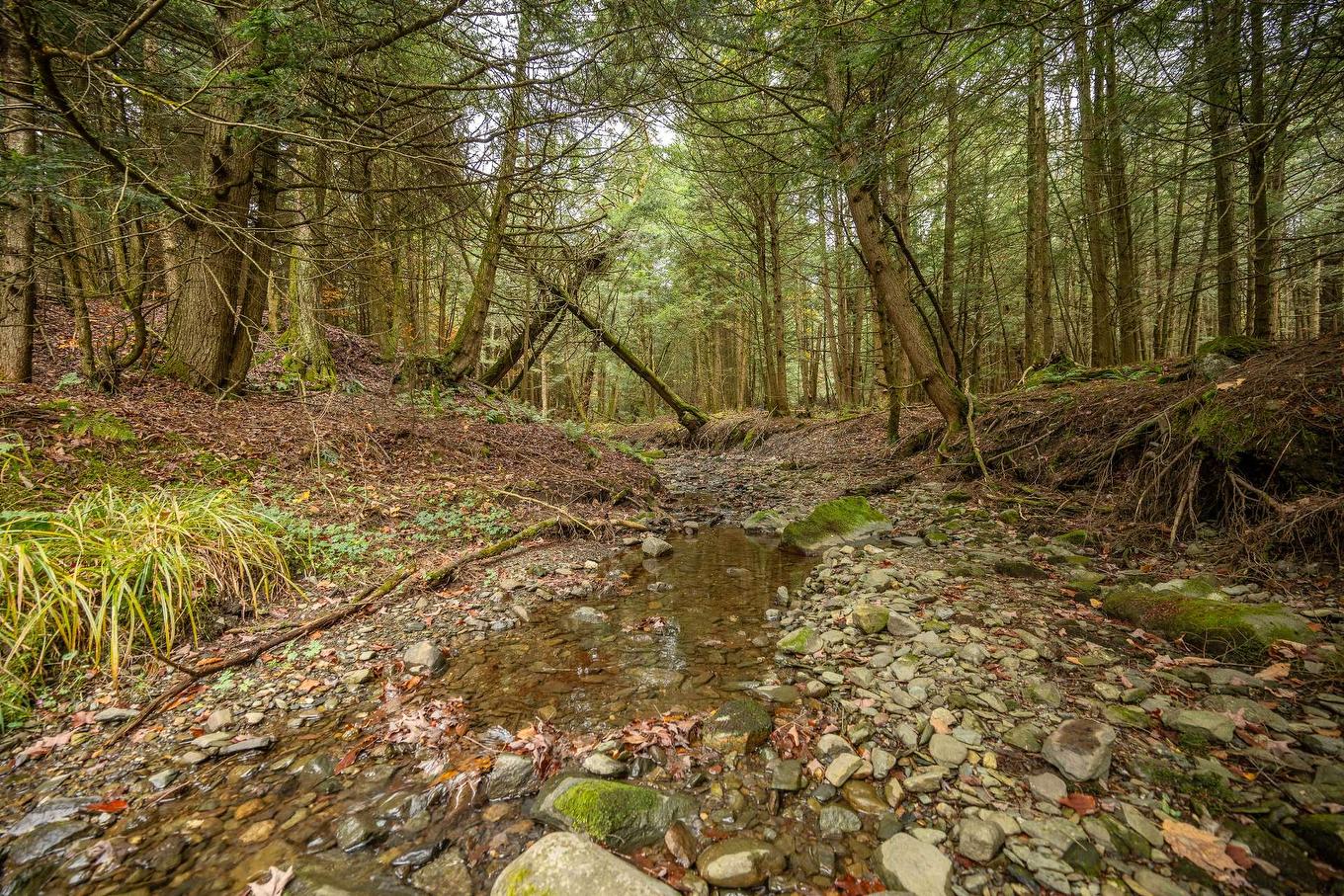 Wooded area - 1389 Ch. Dymond, Dunham, QC