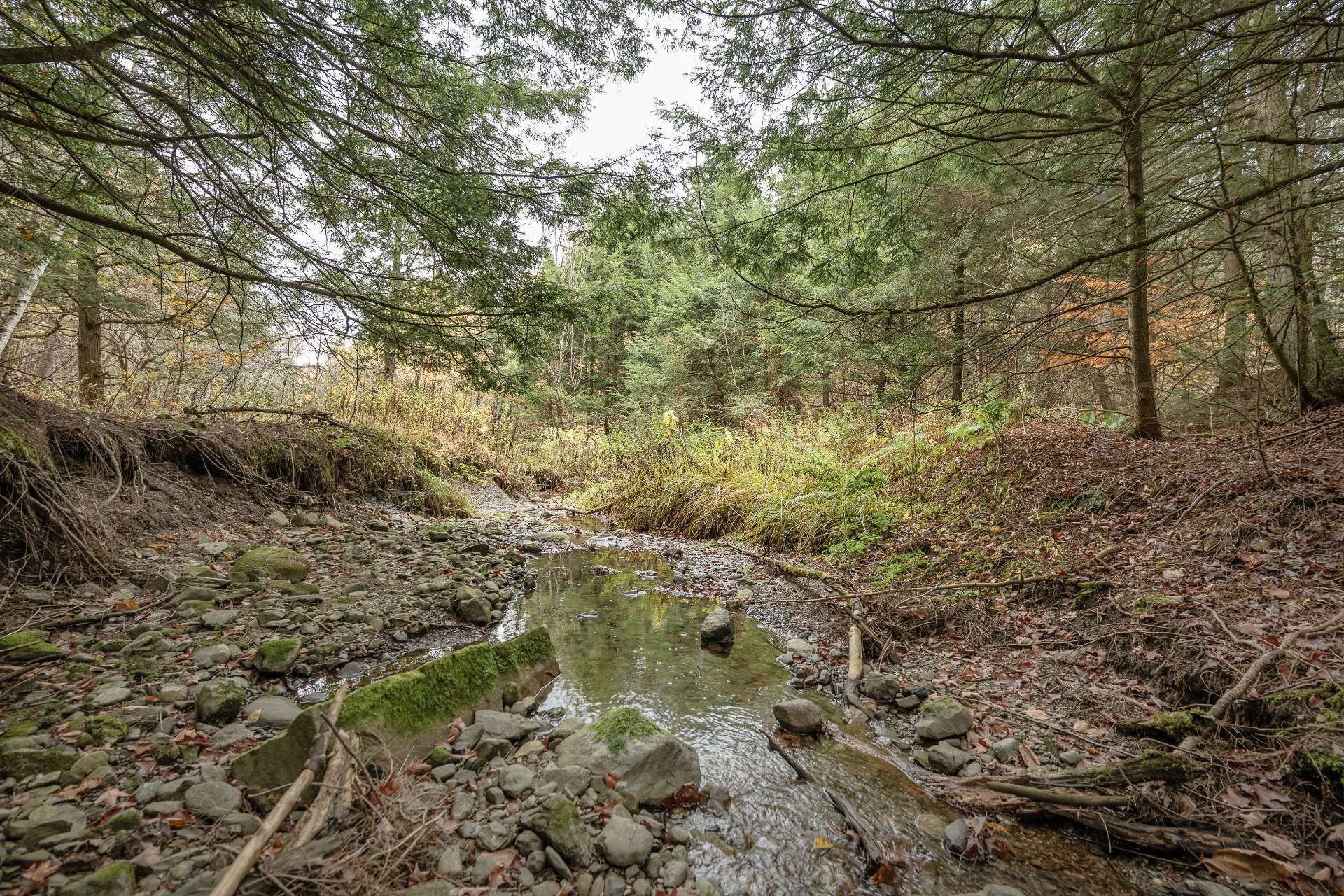 Wooded area - 1389 Ch. Dymond, Dunham, QC