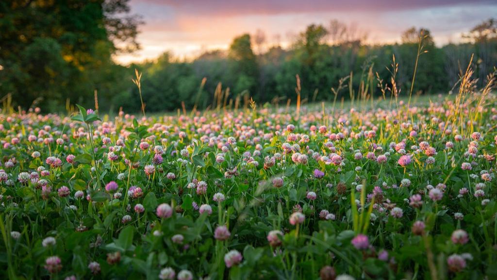 Other - 1389 Ch. Dymond, Dunham, QC