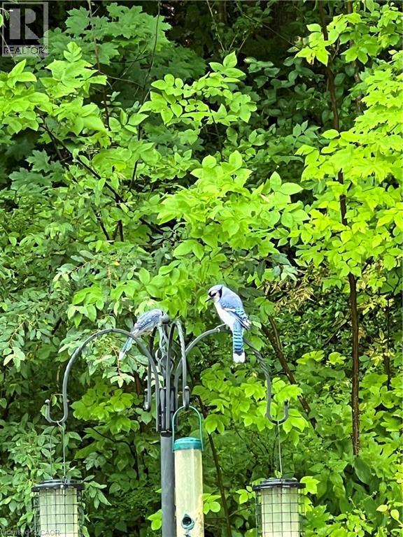 70 Berkley Crescent, Simcoe, ON - Outdoor