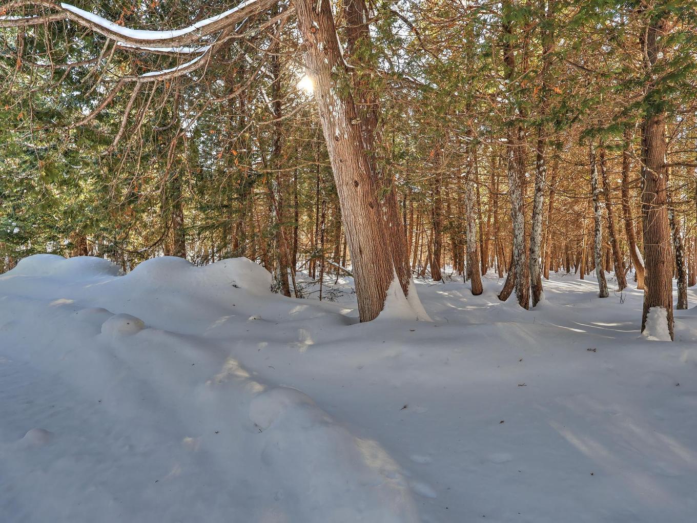 Wooded area - 903 4E Rang E., Sainte-Louise, QC - Outdoor