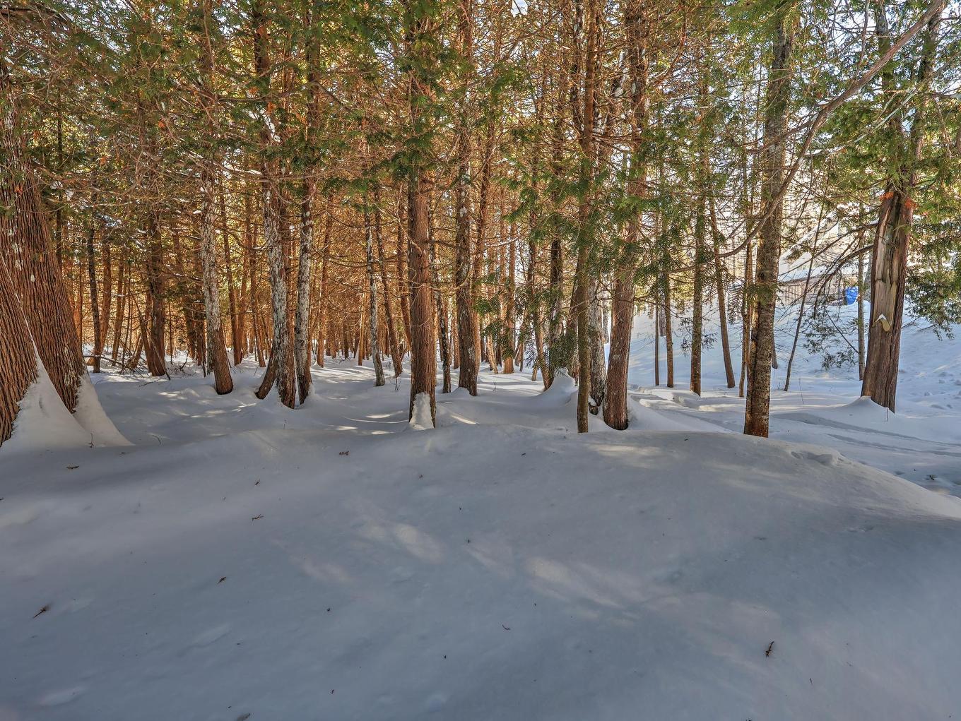 Wooded area - 903 4E Rang E., Sainte-Louise, QC - Outdoor