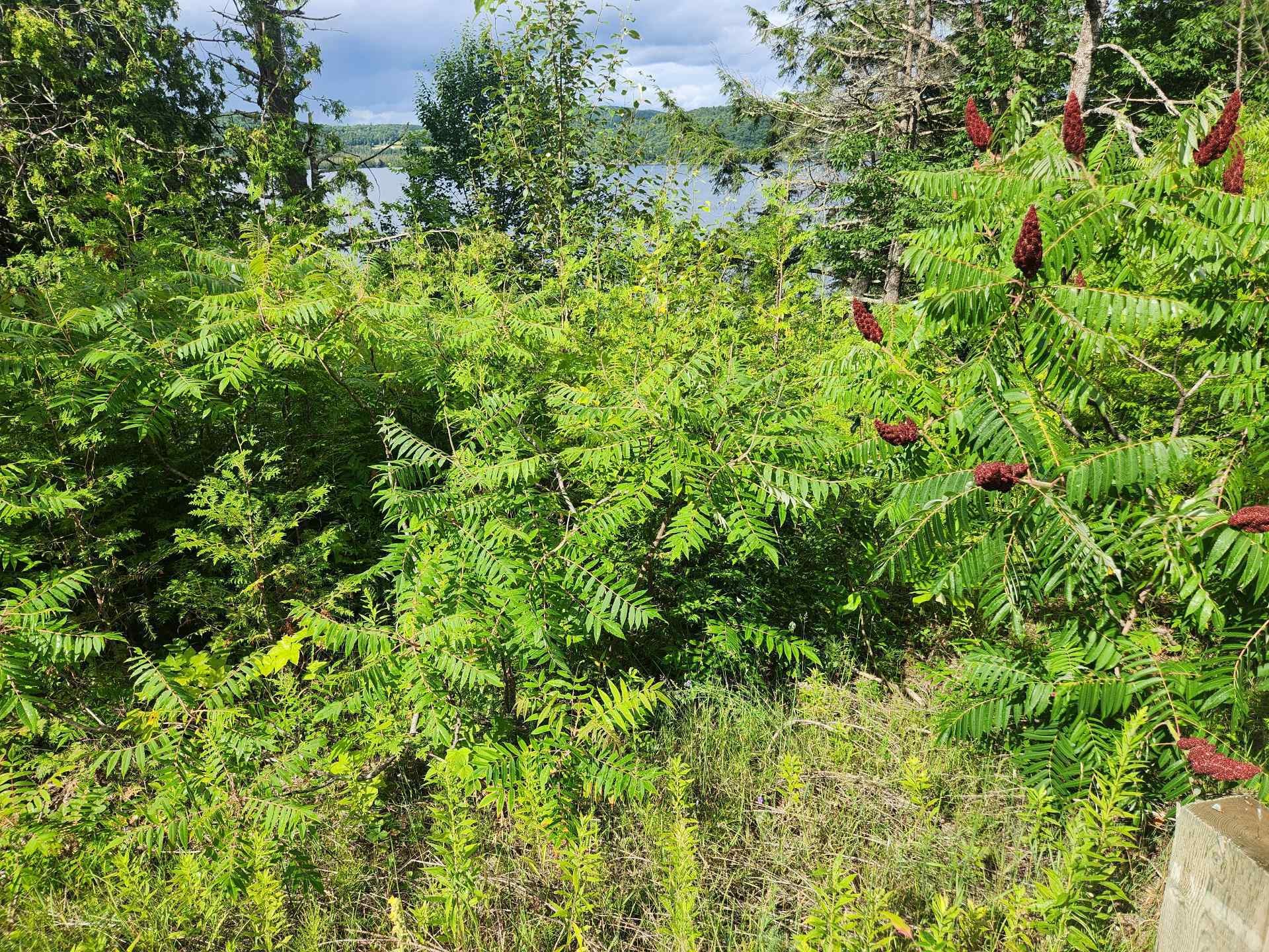 Terre/Terrain - Route 315, Mulgrave-Et-Derry, QC