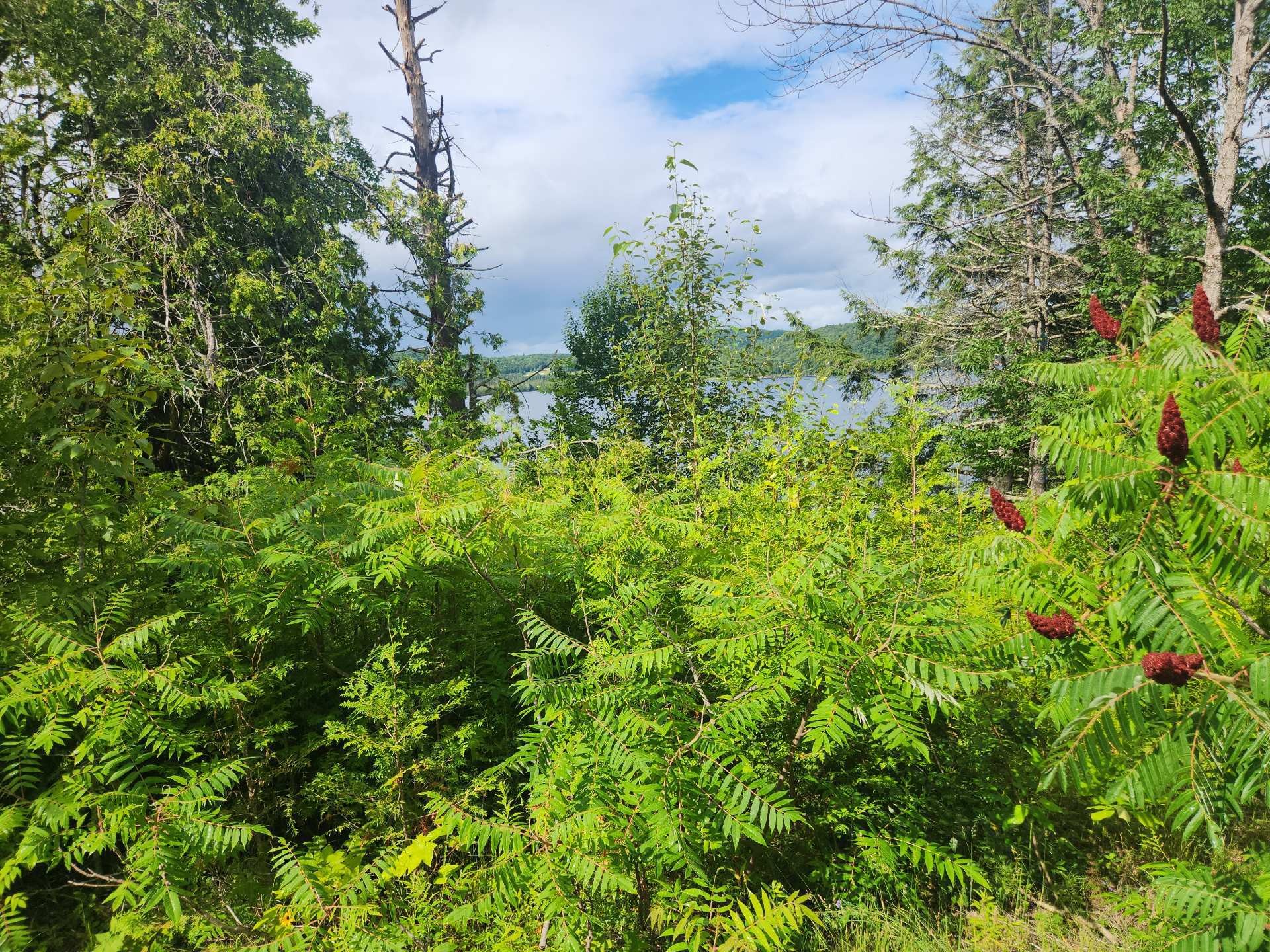 Terre/Terrain - Route 315, Mulgrave-Et-Derry, QC