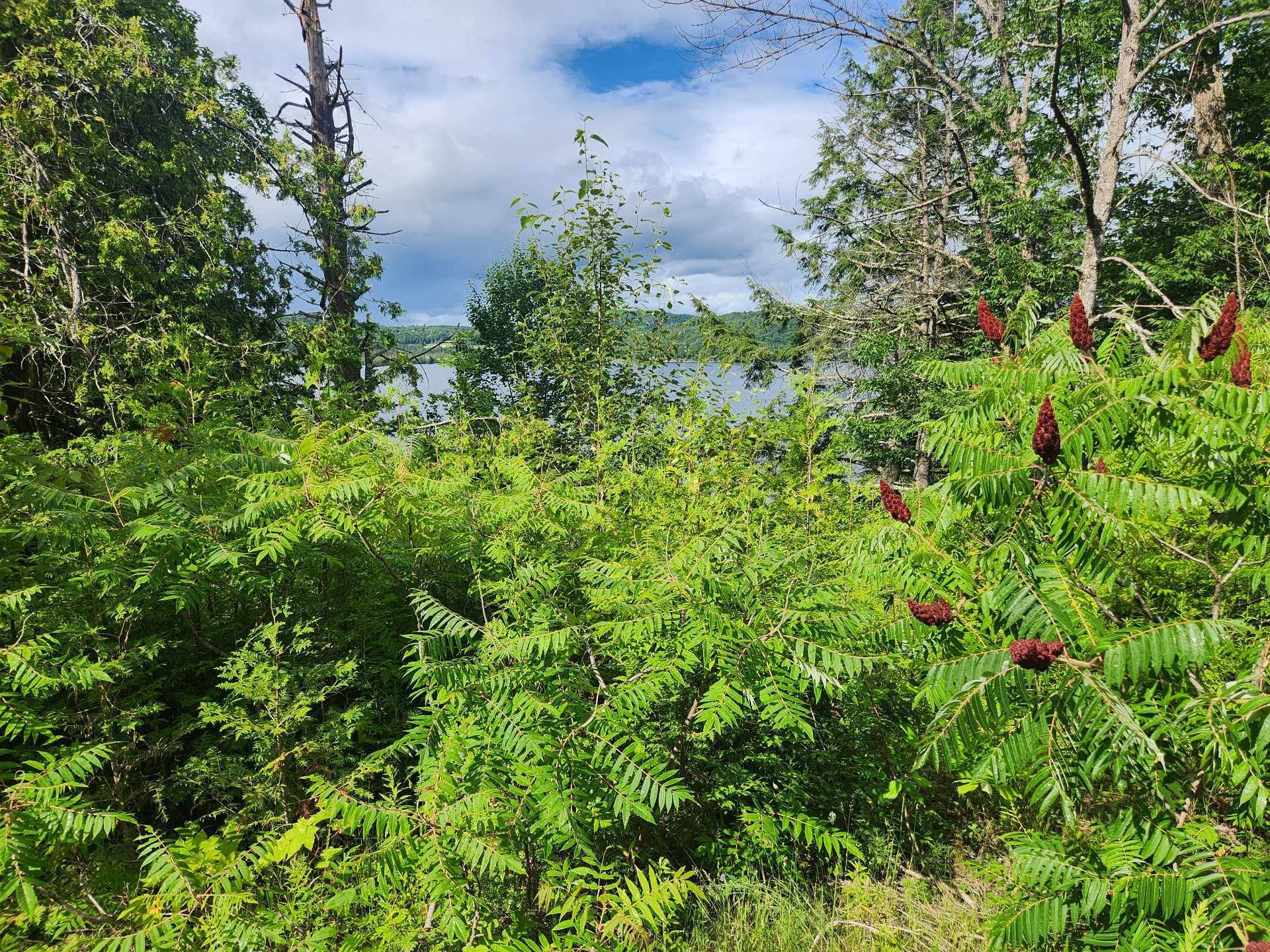 Terre/Terrain - Route 315, Mulgrave-Et-Derry, QC