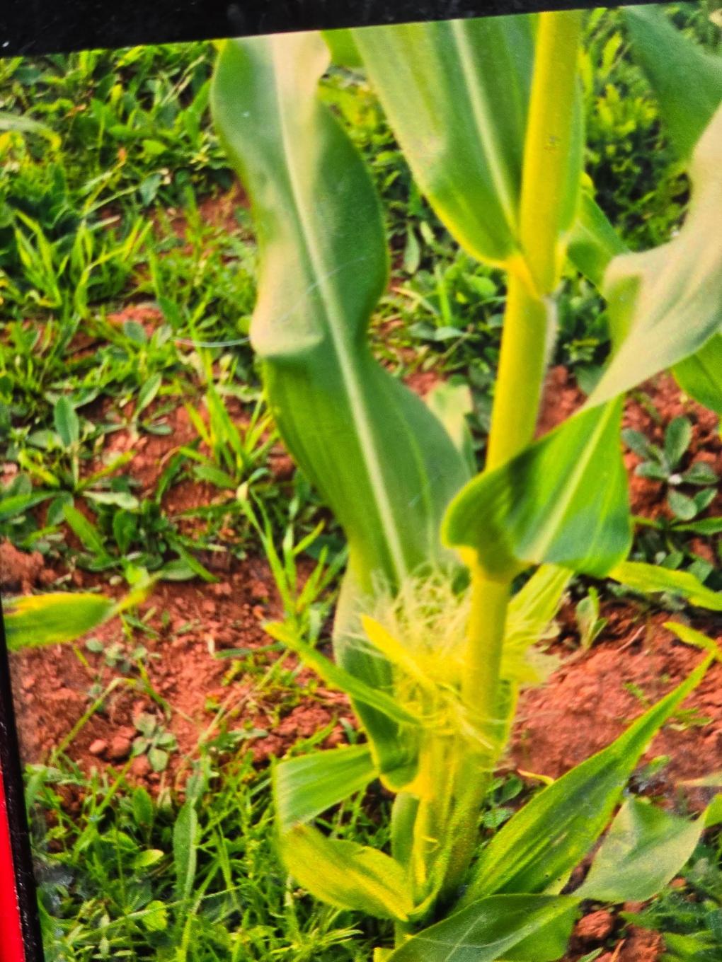 651 Higgins Road, St. Gilbert, PE