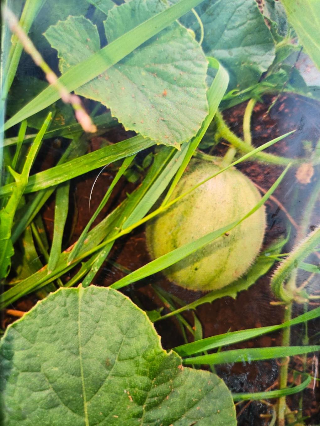 651 Higgins Road, St. Gilbert, PE