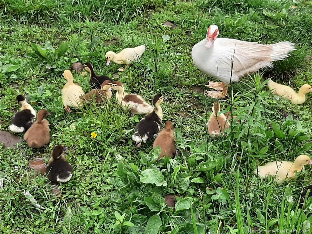 5356 Route 114, Hopewell Hill, NB