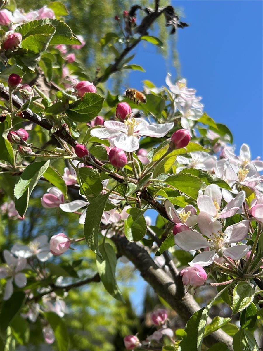 1560 Joan Ave, Crofton, BC