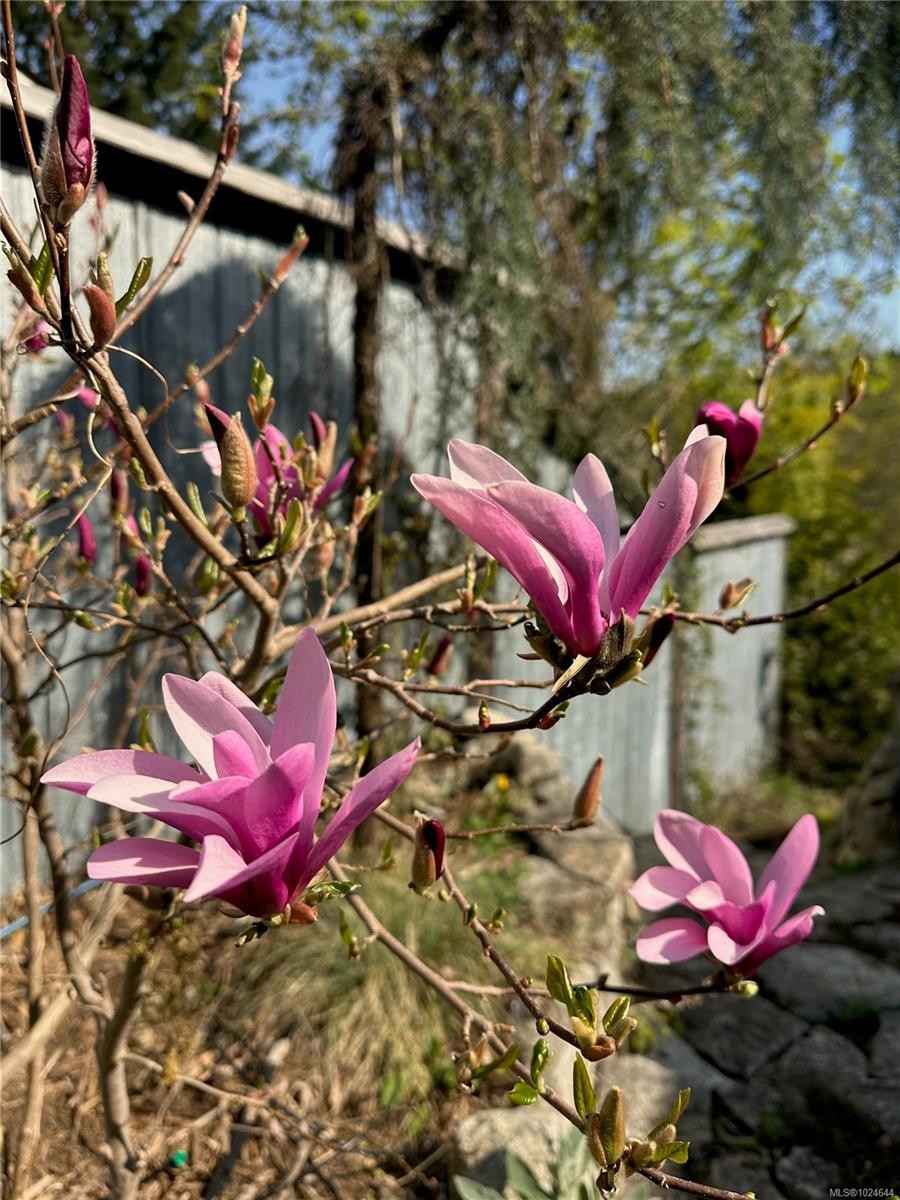 2613 Dunsmuir Ave, Cumberland, BC