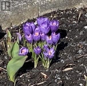 Many Perennials are Ready to Grow! - 1638 Blakely Drive, Cornwall, ON -