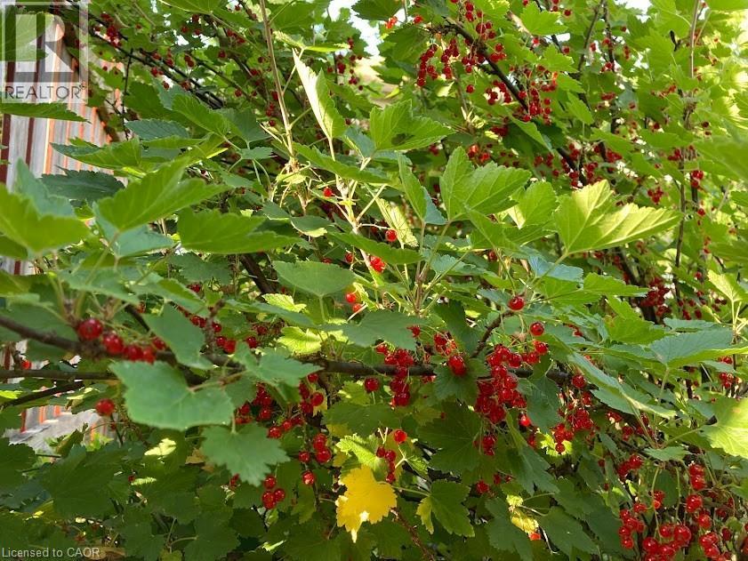 242 Doon Mills Drive, Kitchener, ON - Outdoor