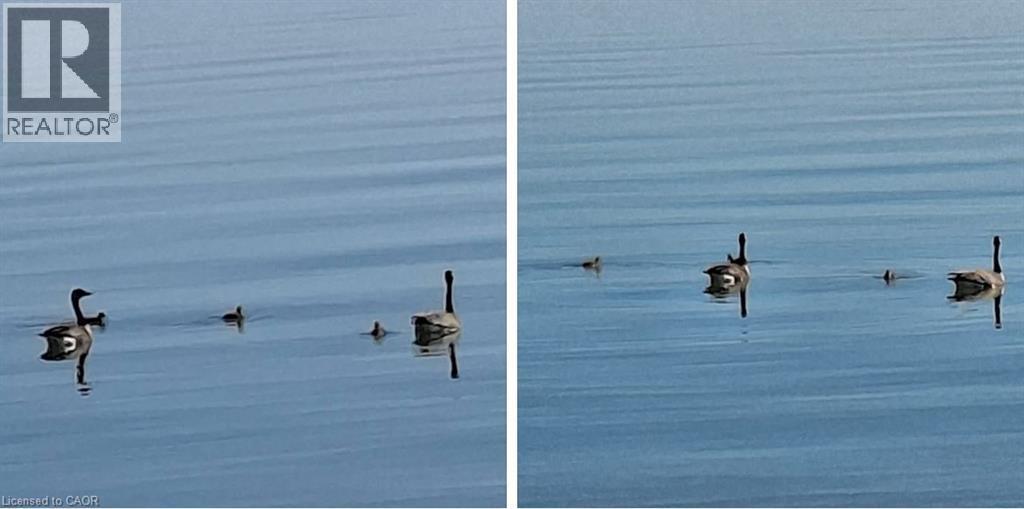 Water view of loons and birds plus other wildlife - 17 Maple Lane, Rainham, ON - Outdoor With Body Of Water
