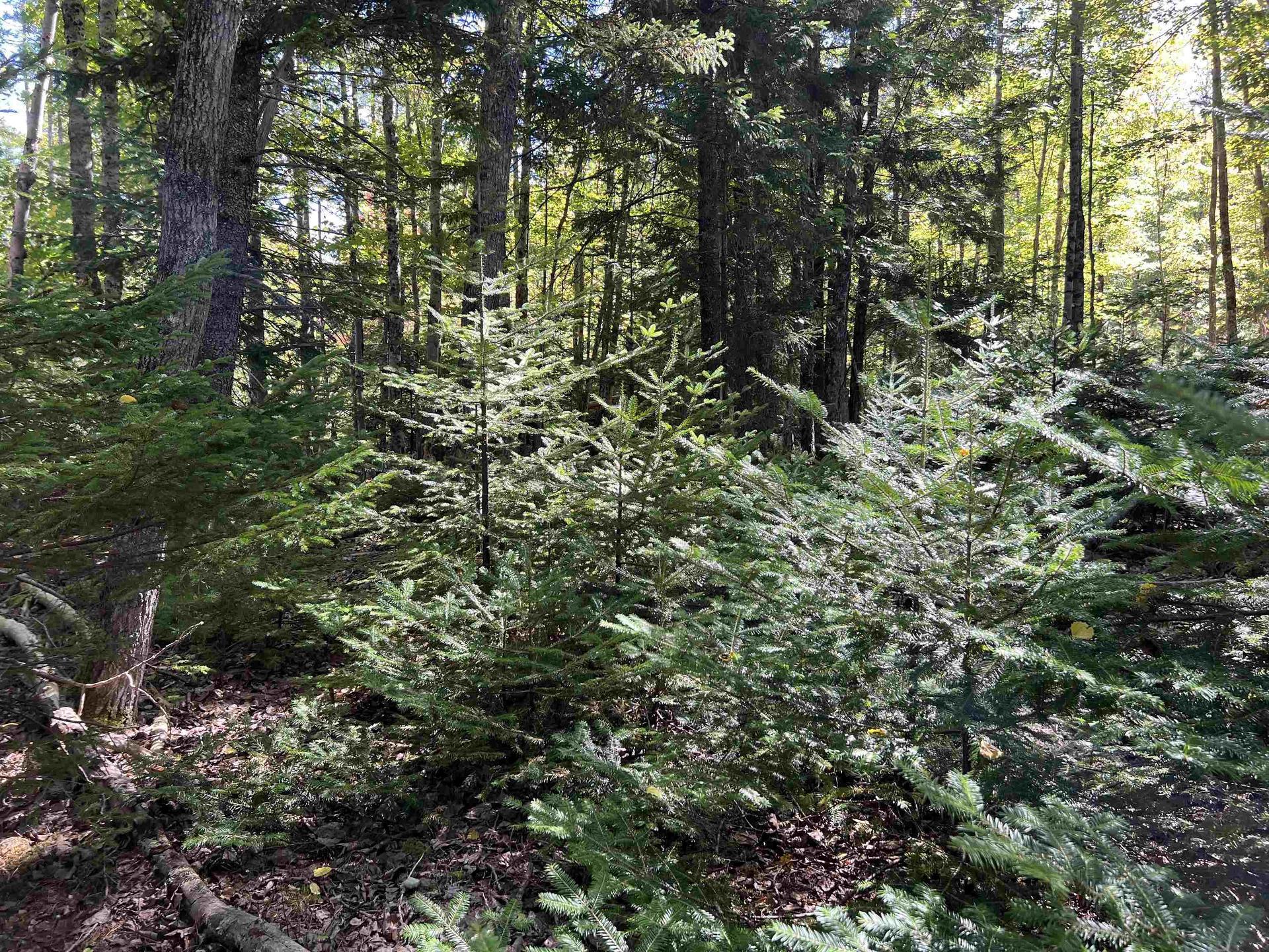 Lot 5 Conquerall Rd, Conquerall Bank, NS