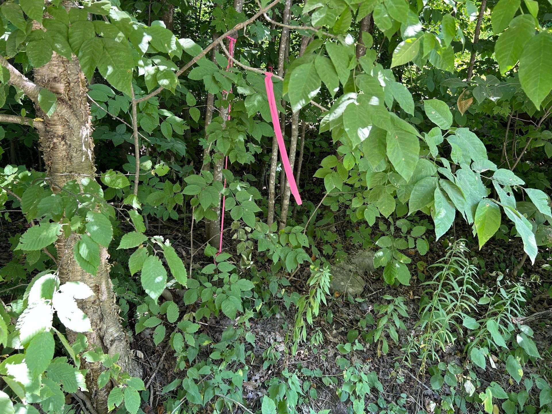 Terre/Terrain - Ch. Janitens, Brownsburg-Chatham, QC