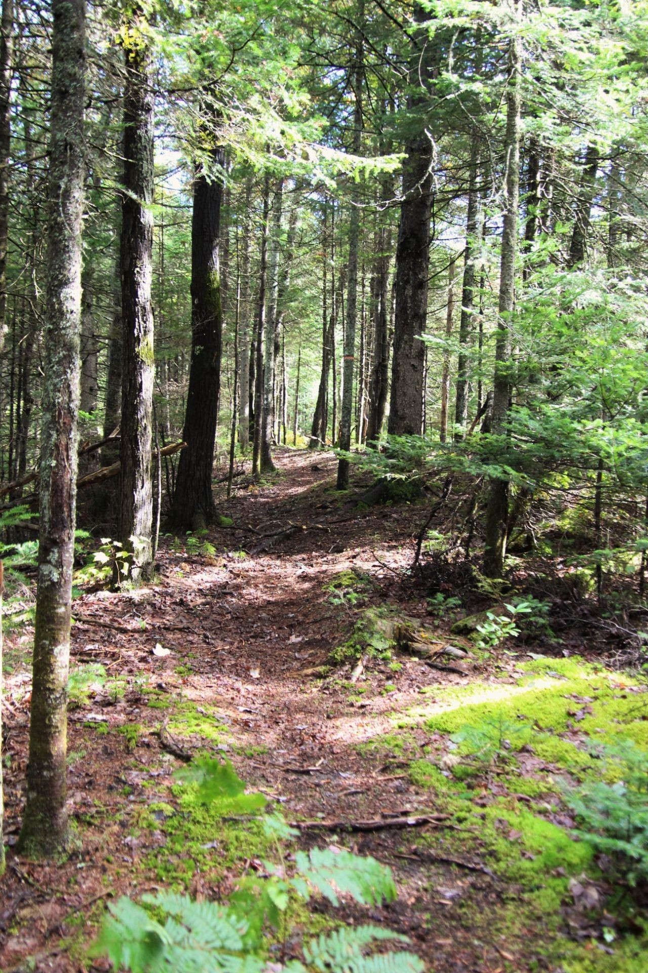 Exterior - 21 Allée Du Cavalier, Shannon, QC - Outdoor With View