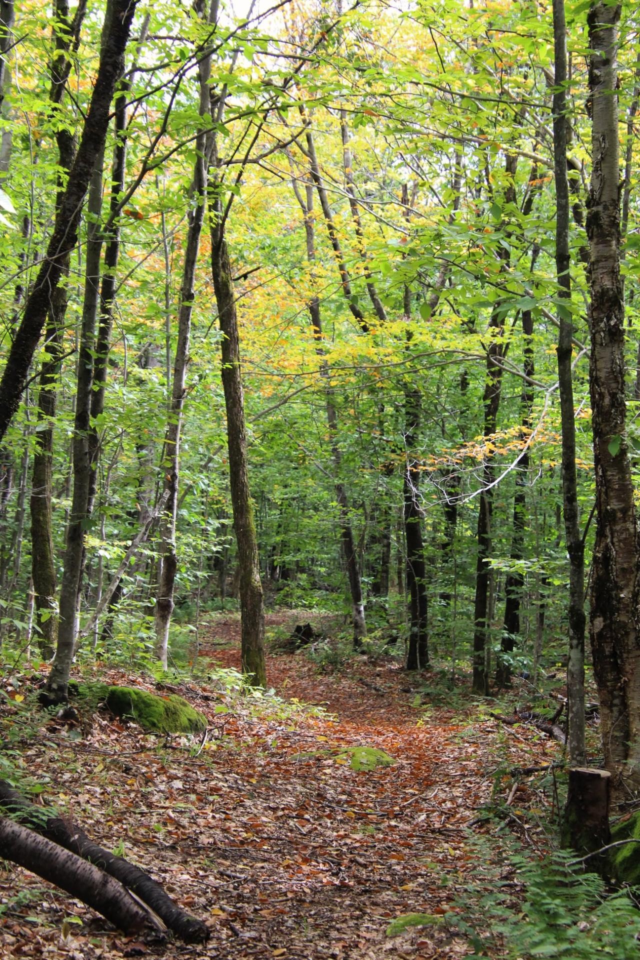 Exterior - 21 Allée Du Cavalier, Shannon, QC - Outdoor With View