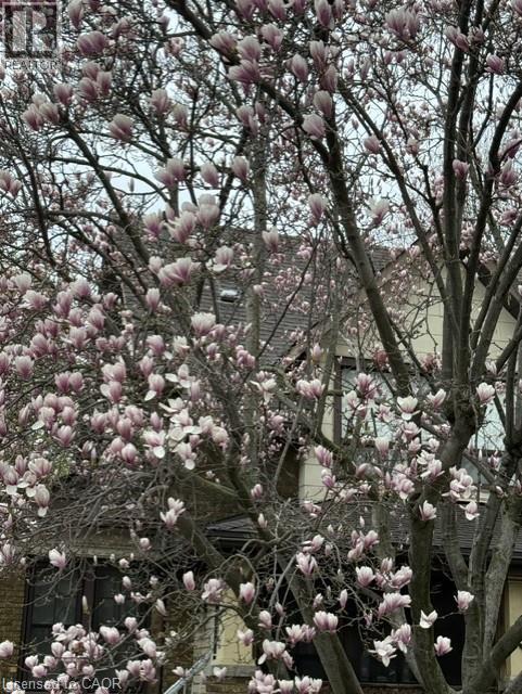 Pic of magnificent magnolia tree in front yard(spring time 2026 Pic) - 12 Leinster Avenue S, Hamilton, ON