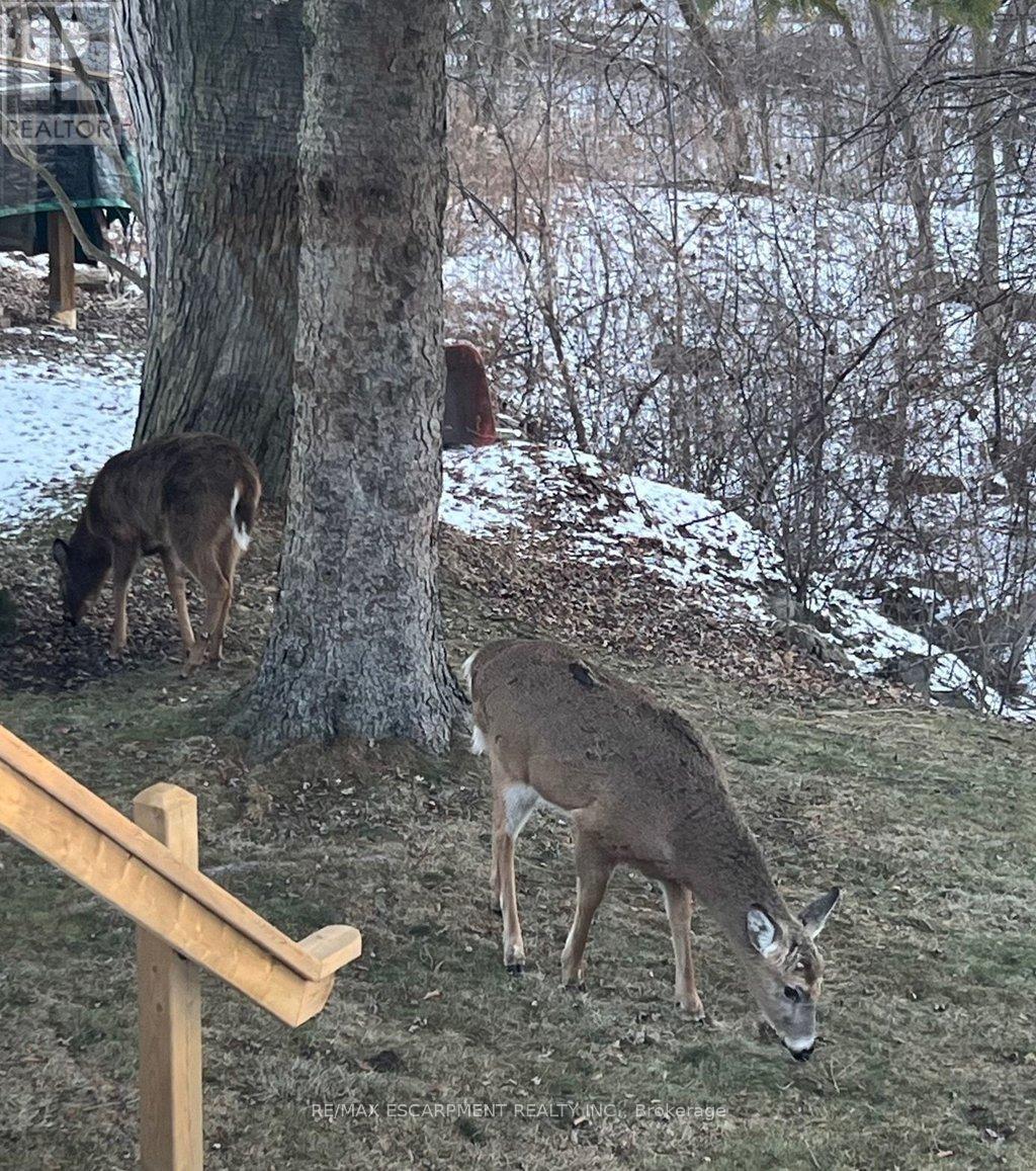 19 Chateau Court, Hamilton, ON - Outdoor