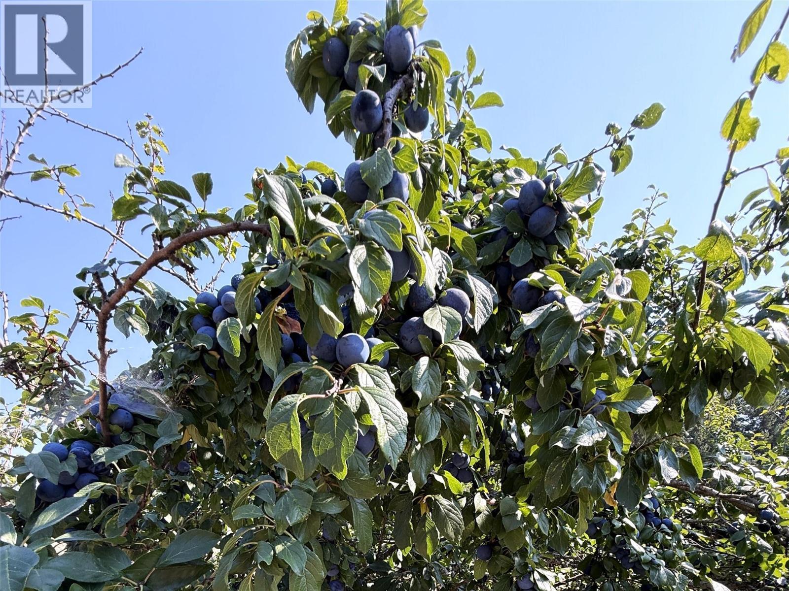 Plum tree by main house - 1403 Notch Hill Road, Sorrento, BC - Outdoor With View