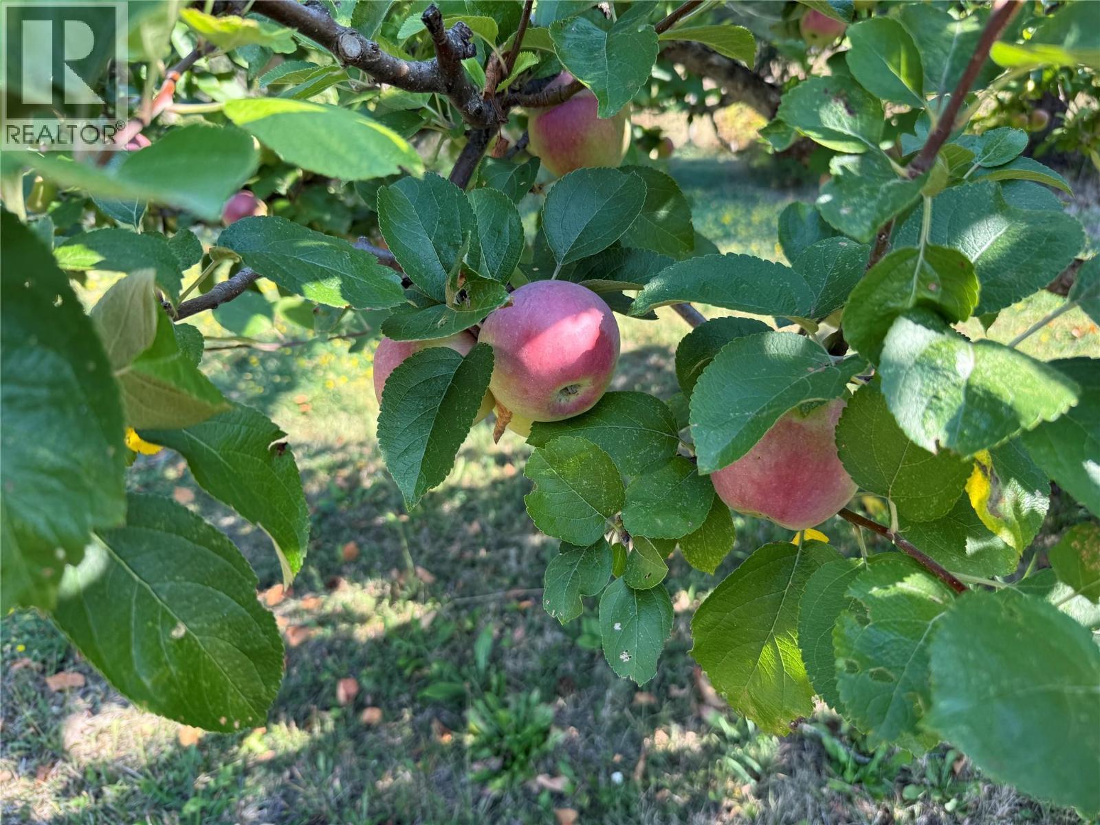 Heritage apple trees are producing well (Fall 2025) - 1403 Notch Hill Road, Sorrento, BC - Other