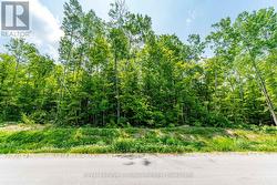 Treed Lot -