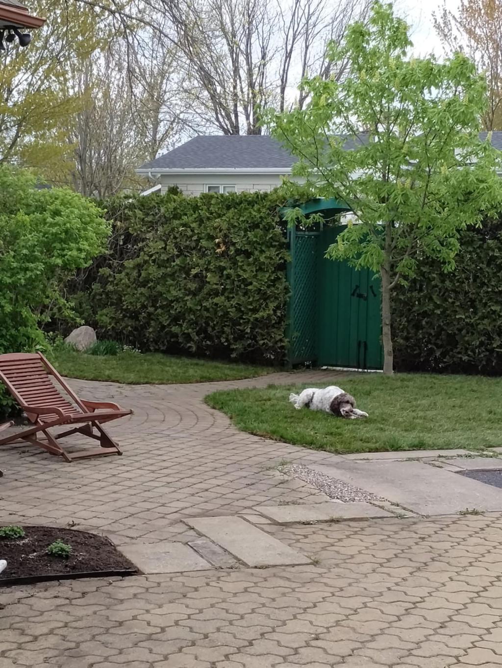 Cour - 21 Rue Du Seigle, Lévis (Les Chutes-De-La-Chaudière-Ouest), QC - Outdoor