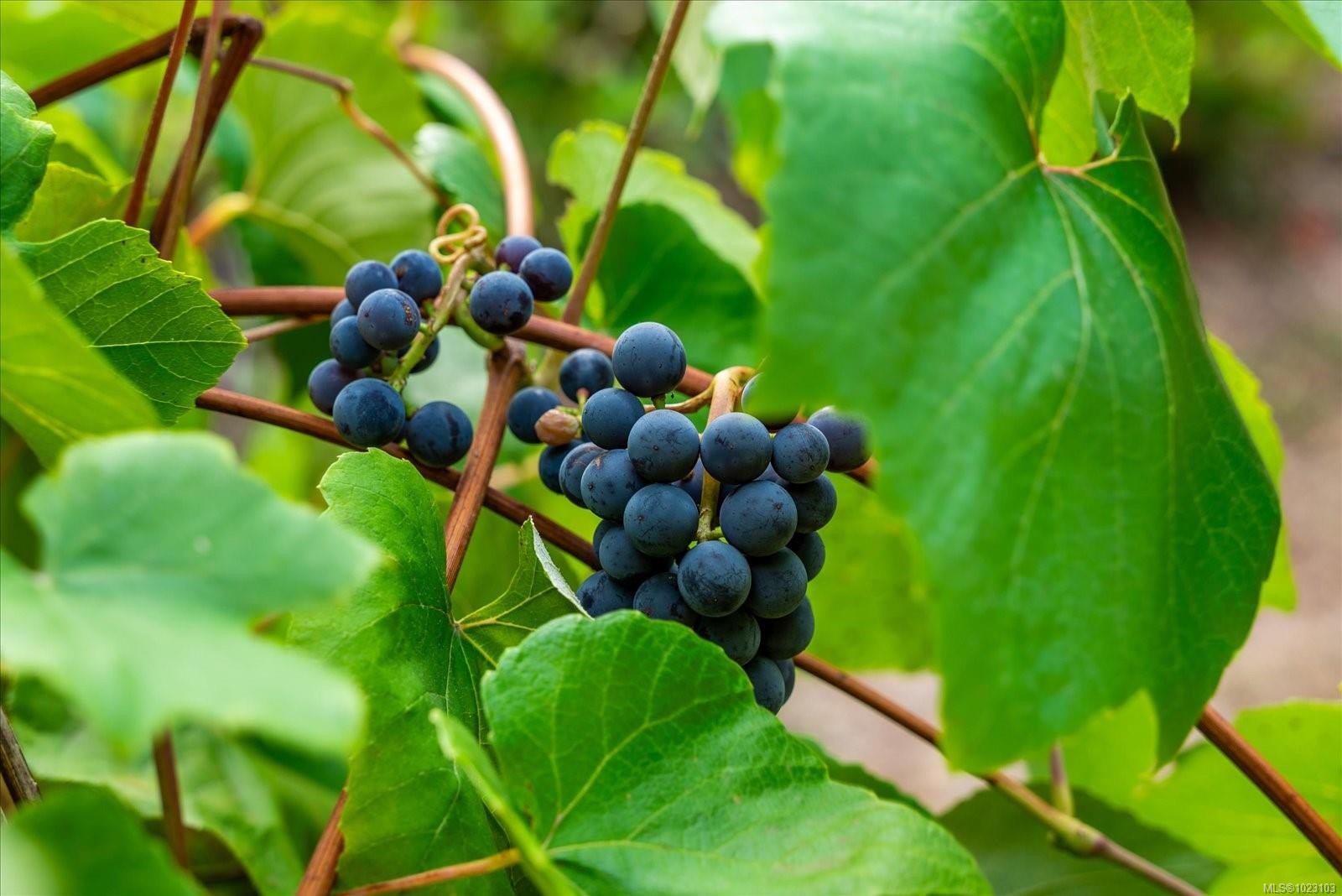 6650 Green Acres Way, Nanaimo, BC