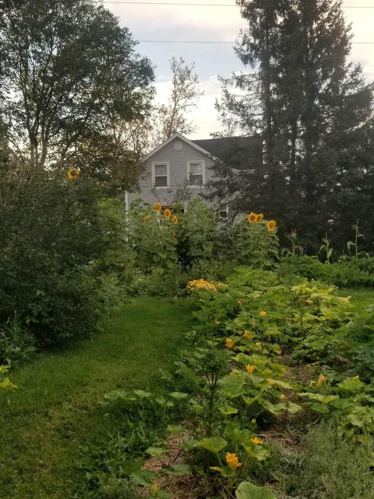 Courtyard - 1197Z Route 101, Nédélec, QC - Outdoor