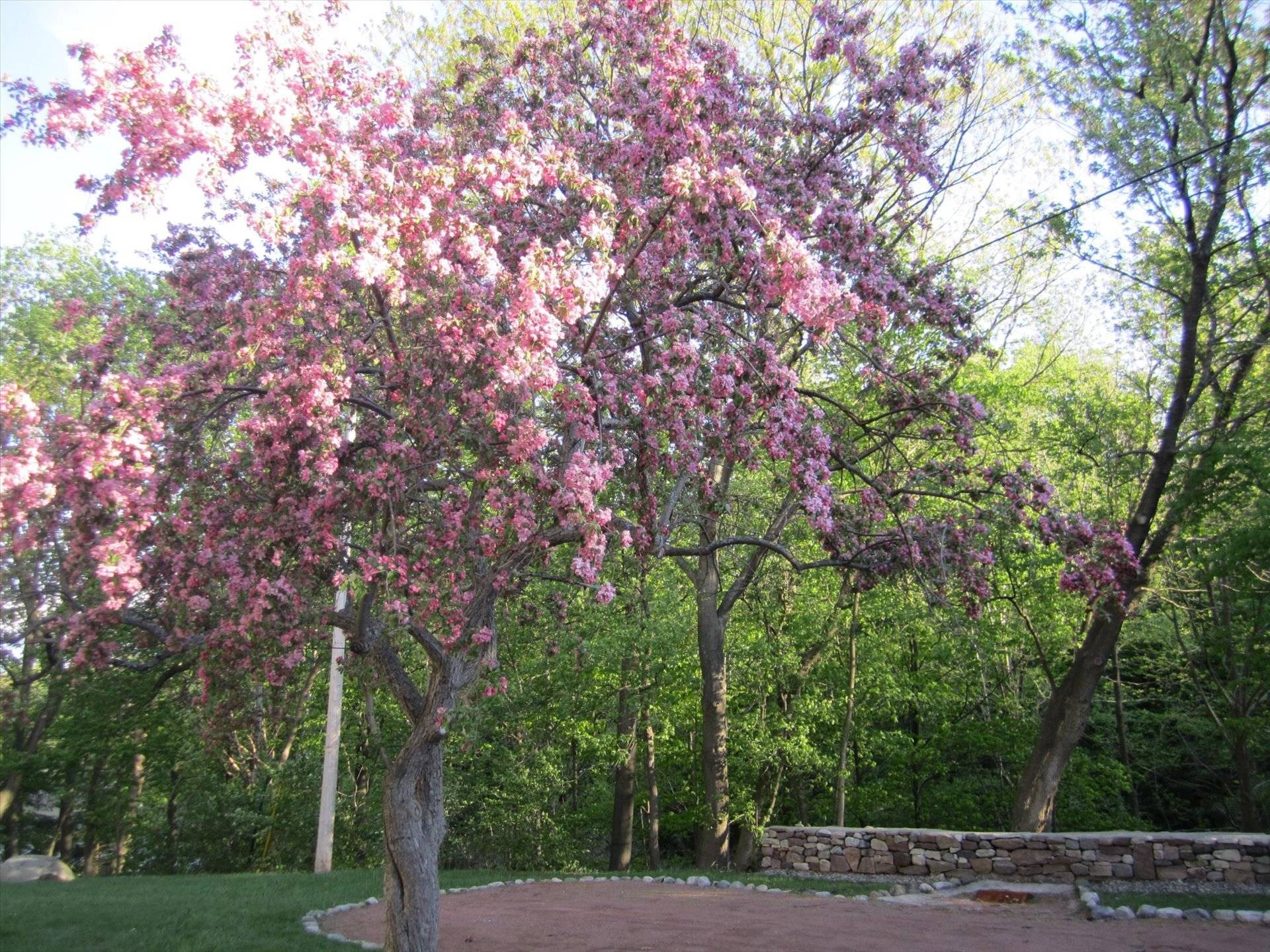 Cour - 428 Rue Brookside, Hudson, QC - Outdoor