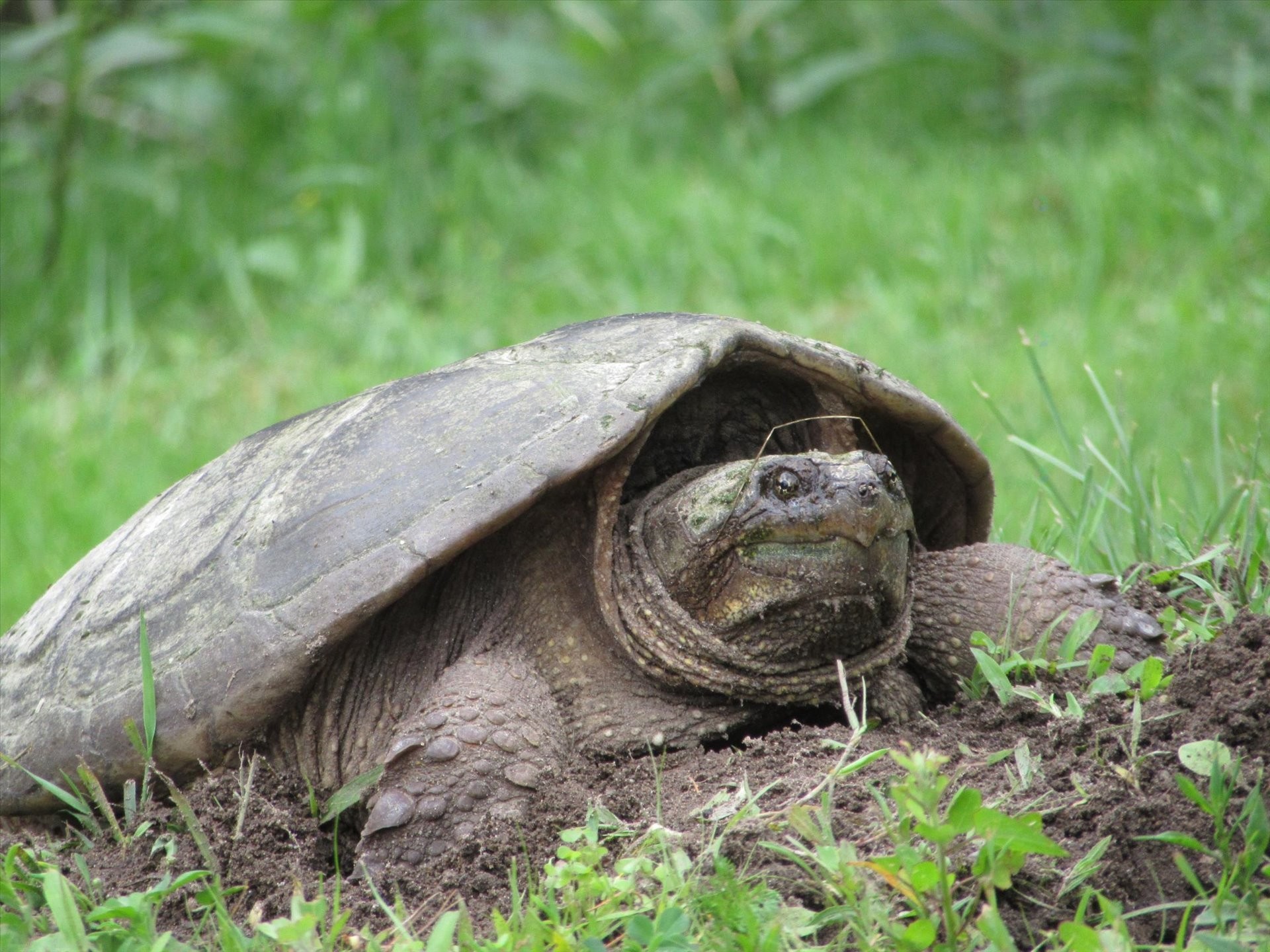 Autre - 428 Rue Brookside, Hudson, QC - Outdoor