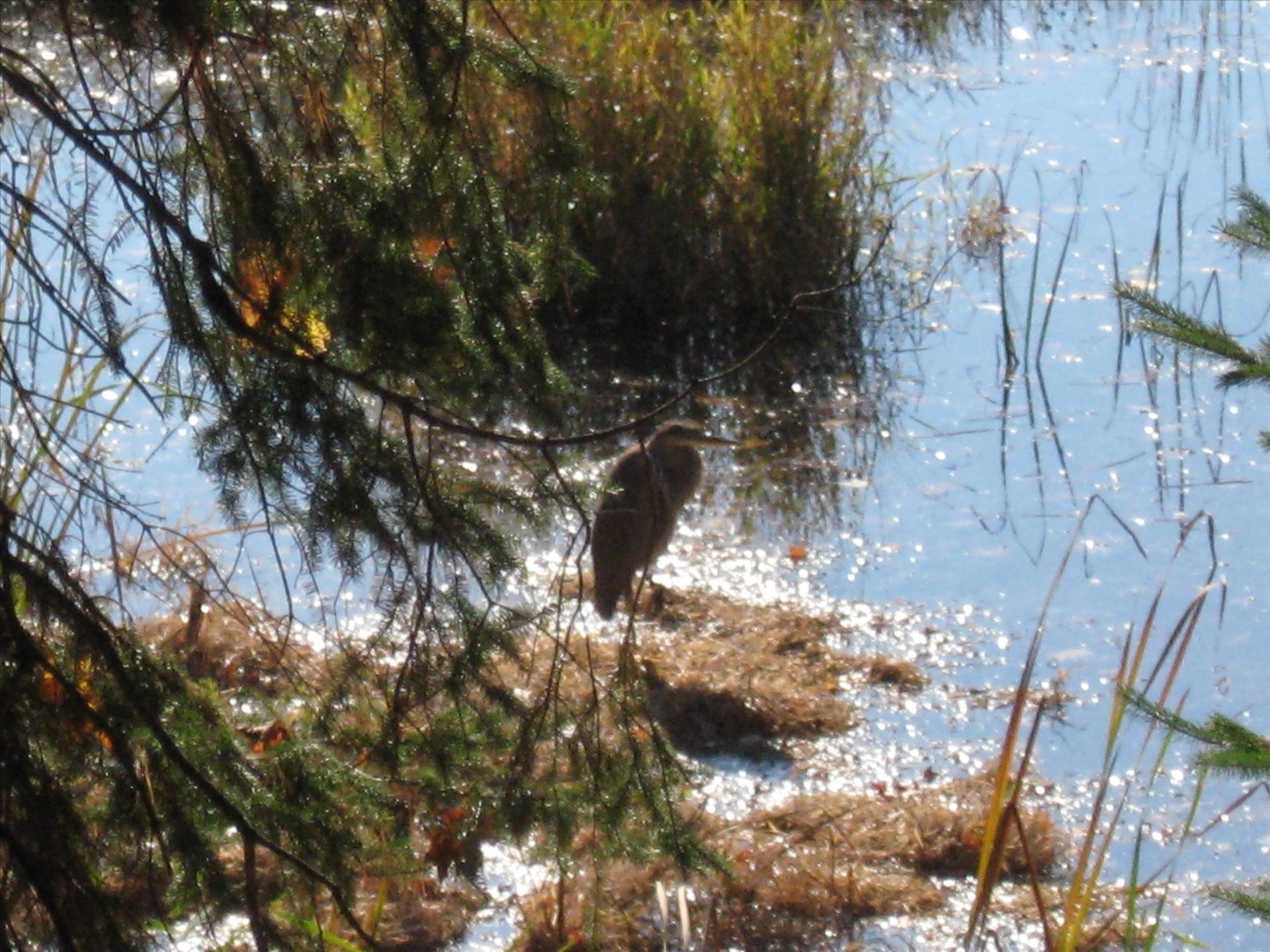 Cour - 428 Rue Brookside, Hudson, QC - Outdoor With View