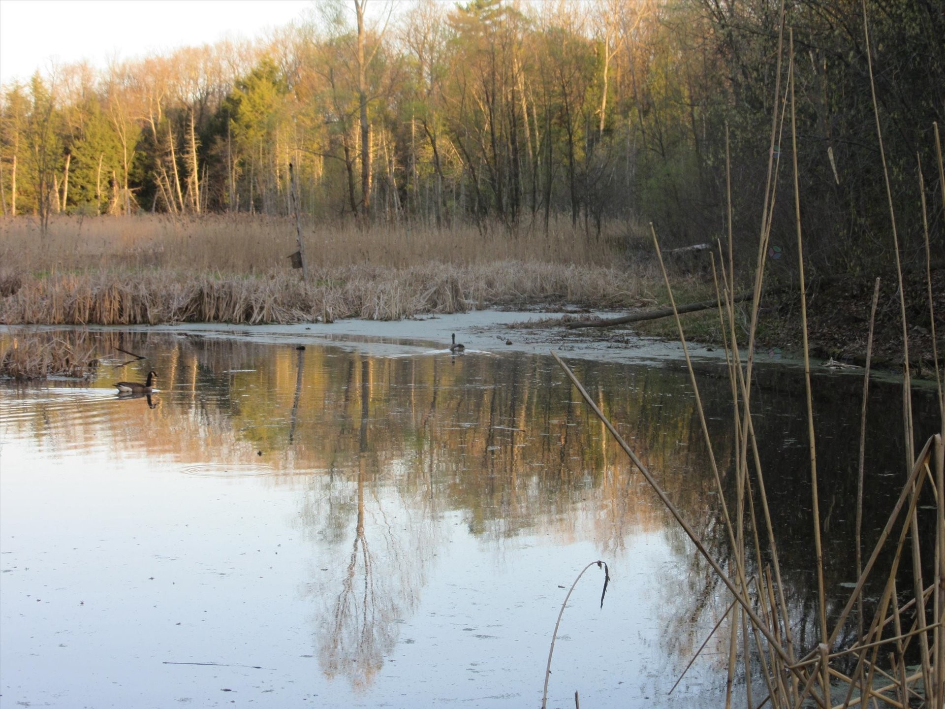 Extérieur - 428 Rue Brookside, Hudson, QC - Outdoor With View