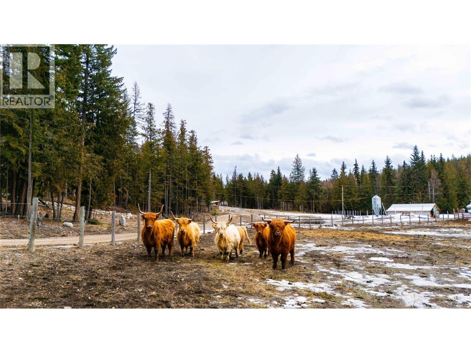 Highland Cattle Negotiable - 475 Bluenose Road, Coldstream, BC