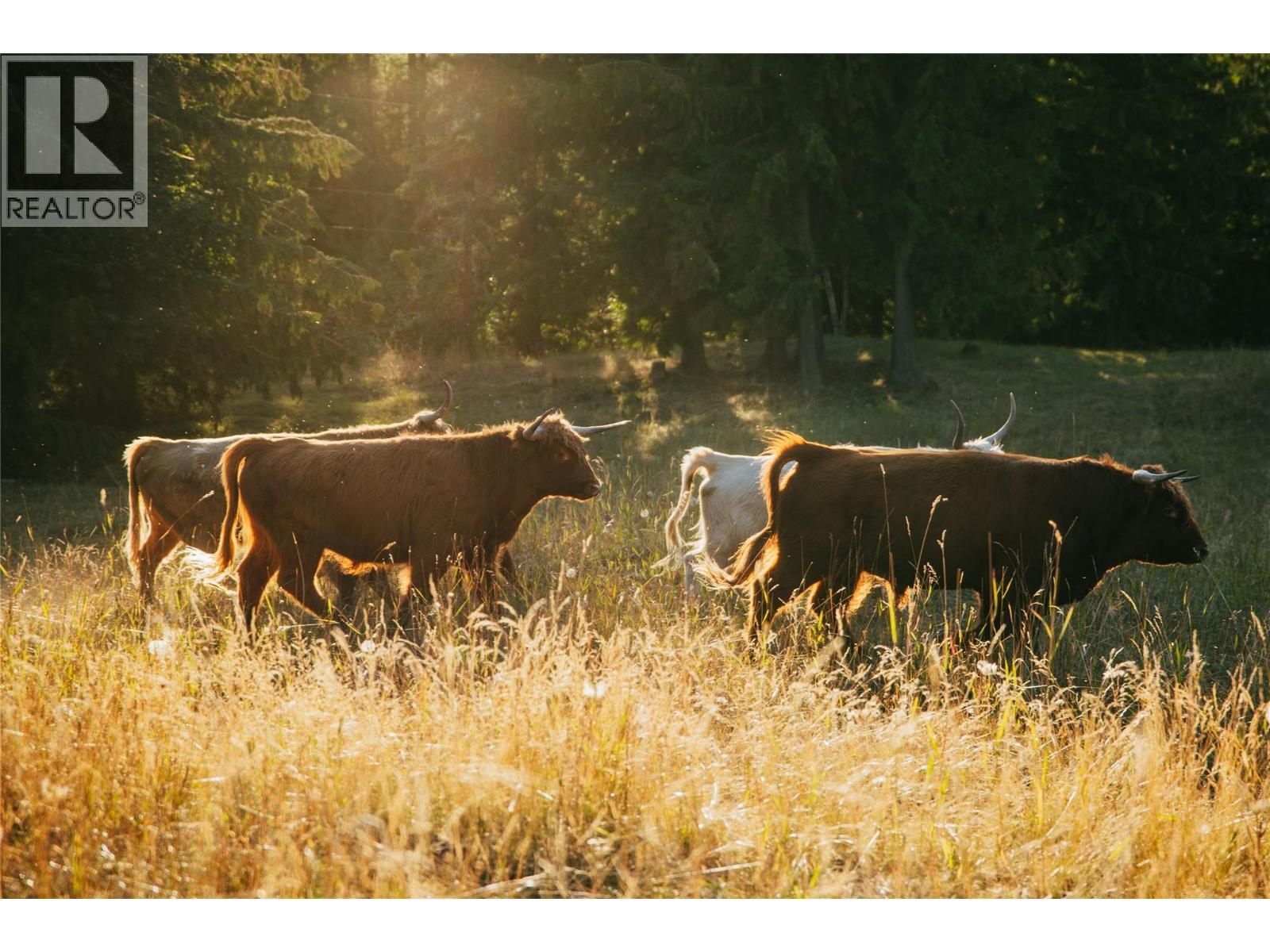 Highland Cattle Negotiable - 475 Bluenose Road, Coldstream, BC