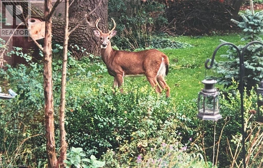 1987 Snake Road, Burlington, ON - Outdoor