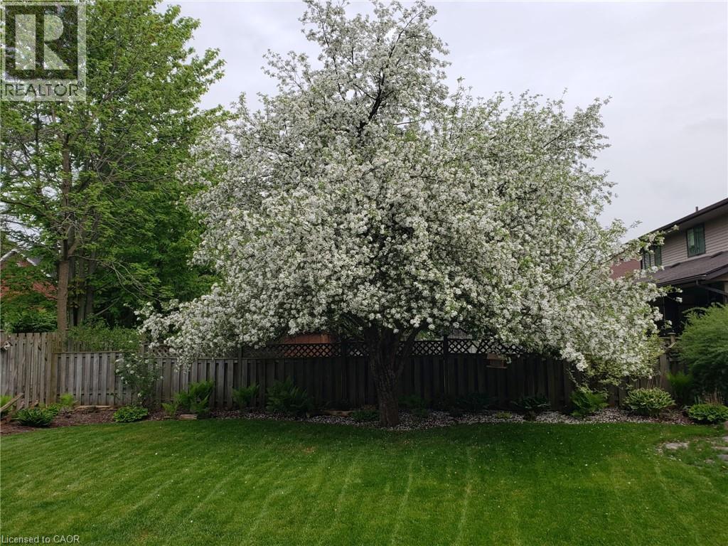 Summer flowering tree - 594 Hunters Place, Waterloo, ON - Outdoor