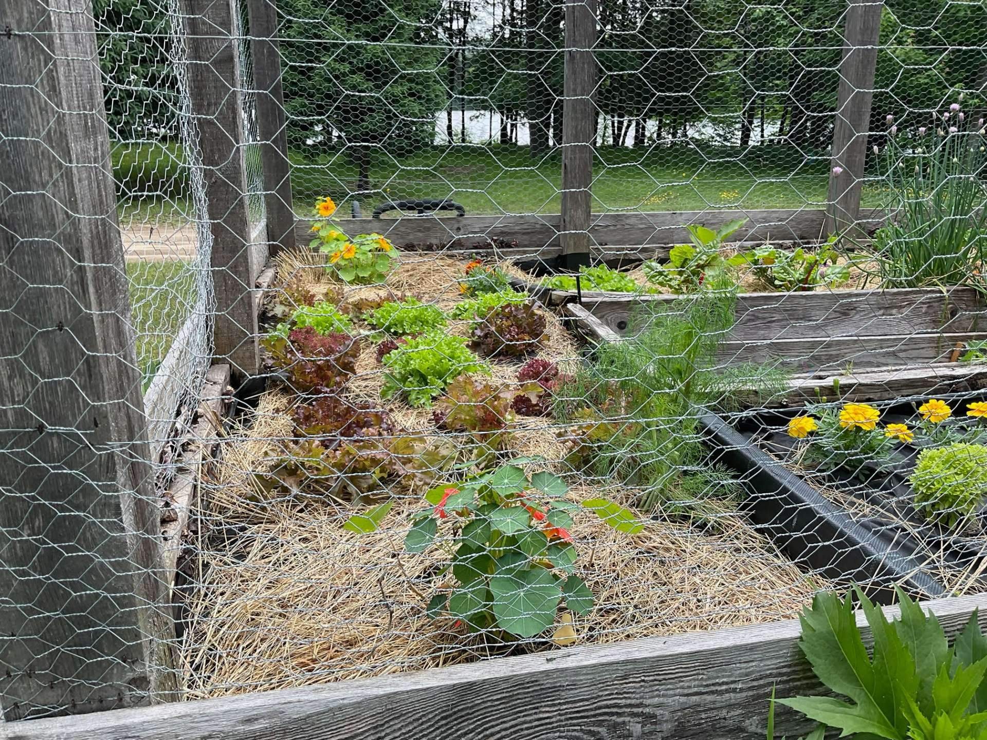 Jardin - 218 Ch. Potvin, Duhamel, QC