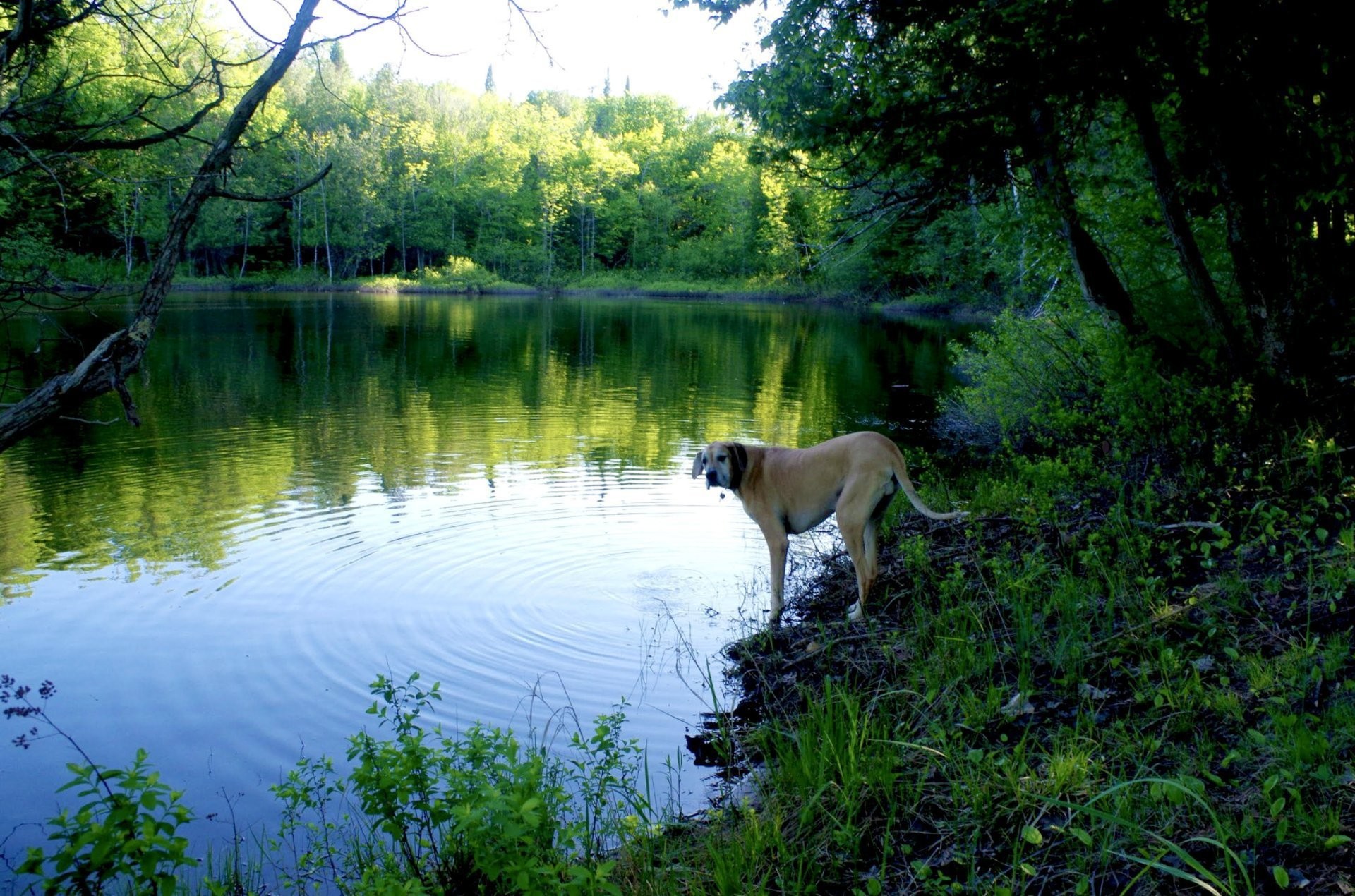 Bord de l'eau - 218Z Ch. Potvin, Duhamel, QC - Outdoor With Body Of Water